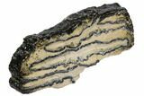 Mammoth Molar Slice With Case - South Carolina #106540-2